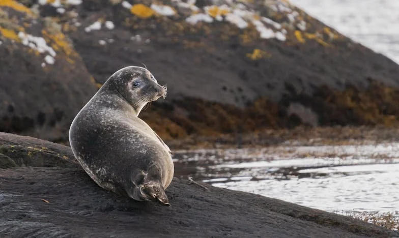 “Dit huis hebben we niet voor hen gekocht” – Toen mijn schoonouders zonder uitnodiging introkken. Mijn strijd om mijn eigen leven