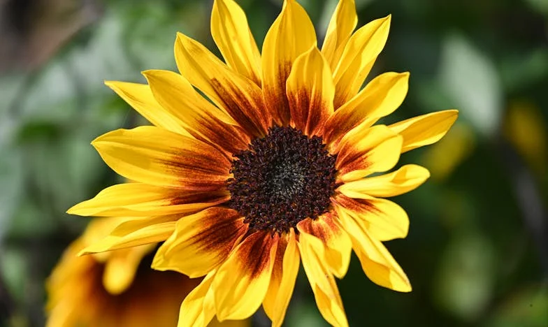 "Geef mij jouw huis, dan krijg je het mijne" – Een verhaal over familie-intriges en de strijd om geluk