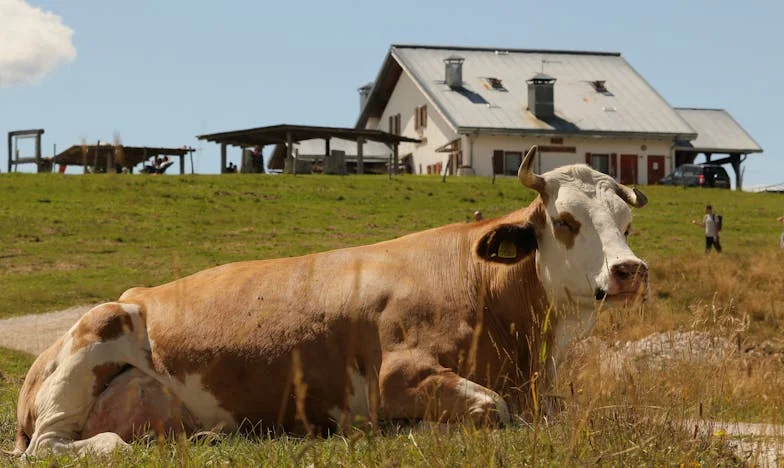 Gevangen in Vertrouwen: Marloes' Weg naar Vrijheid