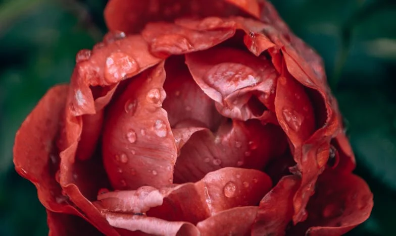 “Ik heb alles gegeven voor mijn kinderen, maar nu ben ik alleen” – Het verhaal van Marijke van Dijk