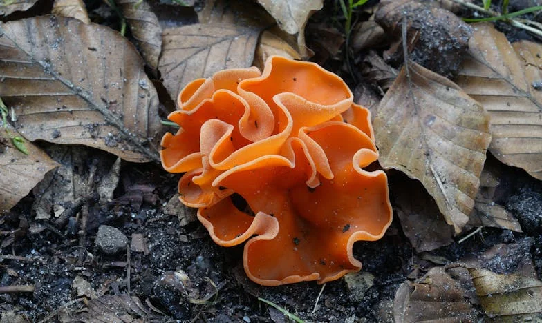 Met koffers binnengevallen – een verhaal over een kleine studio en familiegrenzen