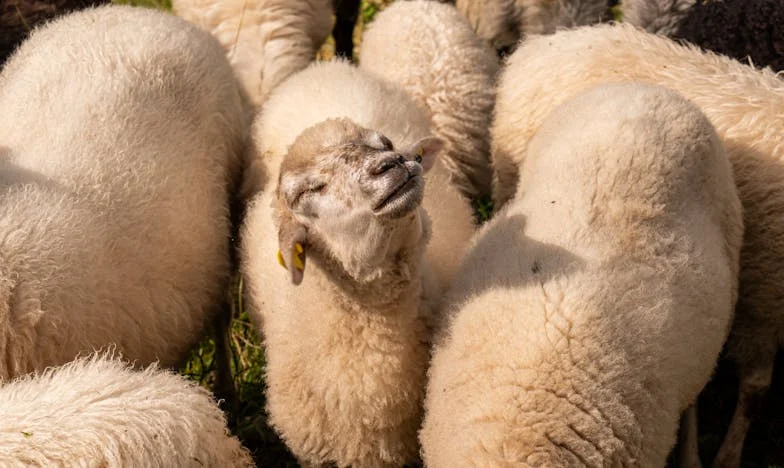 Mijn schoonzus verwacht dat ik haar mijn appartement geef: Een familiedrama dat mijn hart brak
