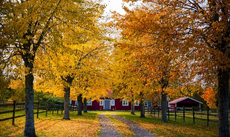 Schaduwen in het Achterhuis: Een Verhaal over Vertrouwen, Familie en Grenzen