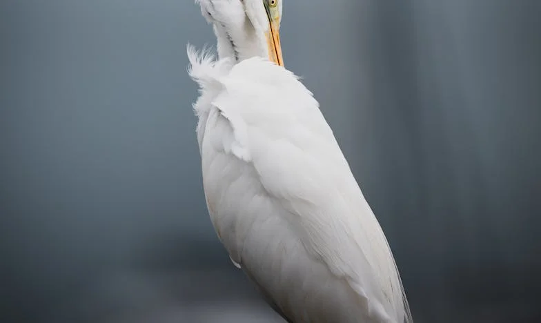 Tussen Mijn Zoon en Mijn Schoondochter: Het Hart van een Moeder op de Breuklijn