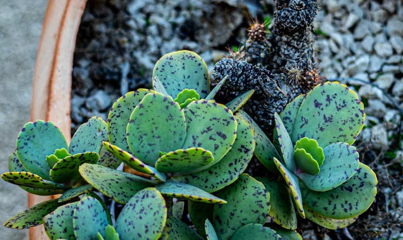 Alleen met Daan – Het verhaal van een vader die opnieuw moest leren leven