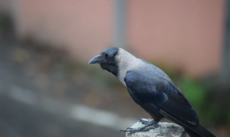 De sleutel die alles opent – behalve vertrouwen