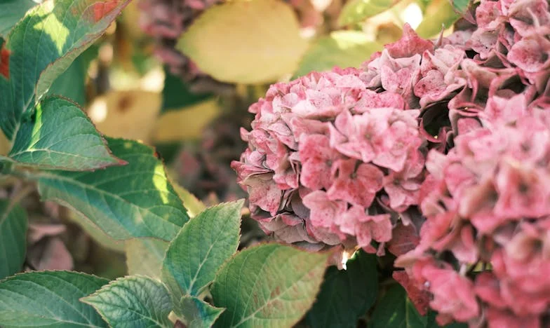 Het geld voor de reis – Een verhaal over familie, ongelijkheid en moed