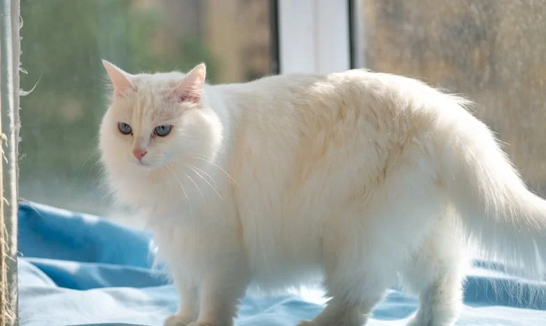 "Ik ben met verlof, geen gratis oppas": Het verhaal van een moeder tussen plicht en grenzen