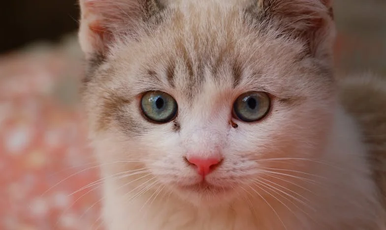 Onuitgesproken Geluk: Hoe Wij Ons Grootste Geheim Voor Onze Familie Verborgen