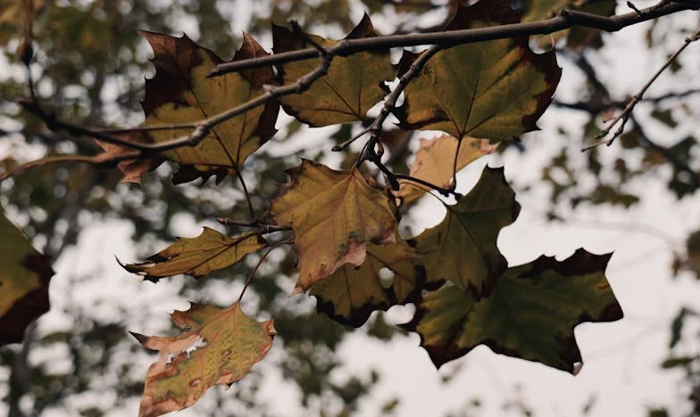 Tussen de Scherven van Mijn Moeder's Dromen: Mijn Eigen Weg