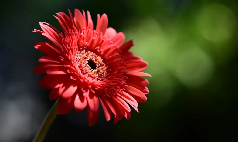 Wanneer Oma’s Koekjes Bitter Worden: Een Familiegevecht om het Bord van Mijn Kinderen