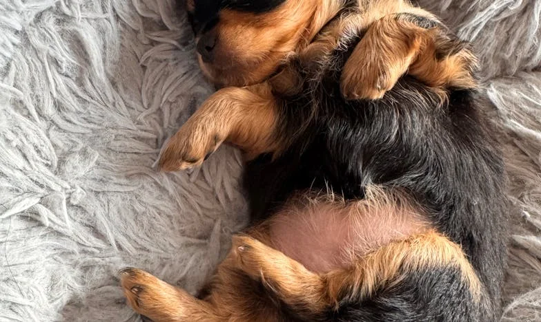 Achter Gesloten Deuren: Mijn Leven in de Schaduw van Vertrouwen