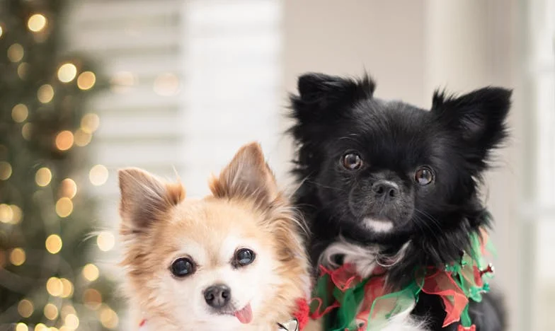 Niet Goed Genoeg: Mijn Strijd Tegen Vooroordelen in Mijn Eigen Land