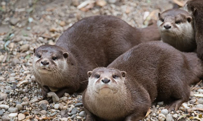 Twee gezichten, één waarheid: Wanneer het lot je op de proef stelt