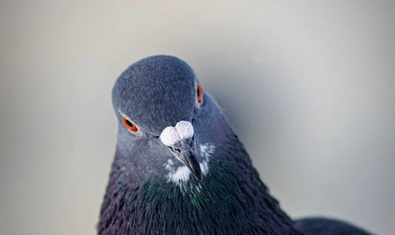 “Waarom zie je mij niet, mam?” – Het verhaal van een Nederlandse dochter tussen loyaliteit en verlangen