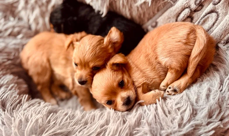 Wanneer familie je verstikt: Een verhaal over geld, loyaliteit en grenzen