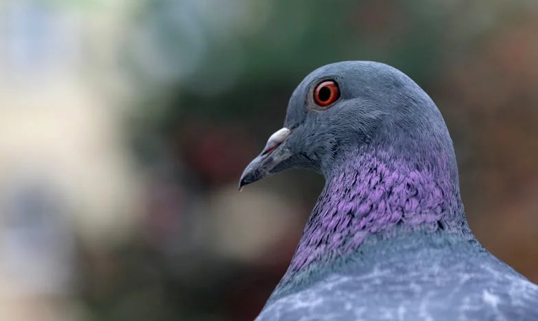 Het Geheim van de Gang: Een Onverwachte Ontdekking aan de Keukentafel