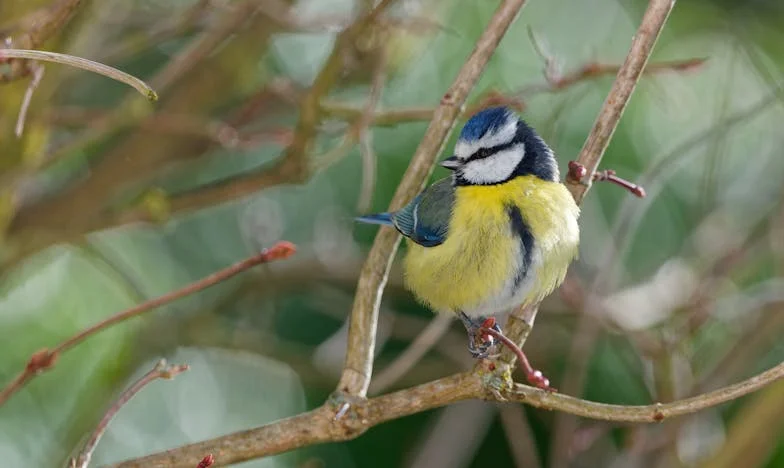 Mijn Onzichtbare Bescherming