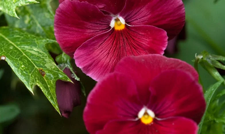 Mijn zoon wil trouwen en weer thuis komen wonen – wat moet ik doen?