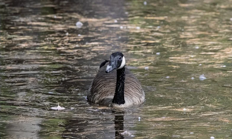 Na de bruiloft ontdekte ik dat mijn man alleen naar zijn moeder luistert. Heb ik echt al die jaren van mijn leven verspild?