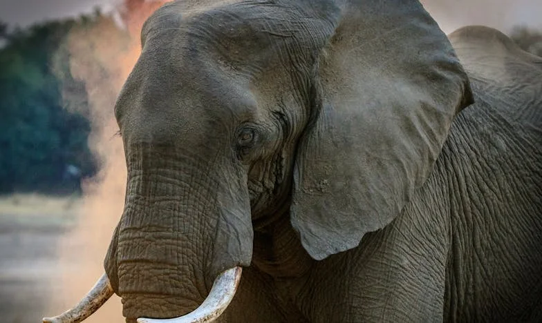 Onder het dak van stilte: het verhaal van mijn familie