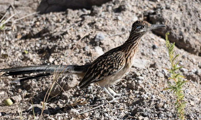 Verraad achter de heg: Mijn leven in een klein Brabants dorp