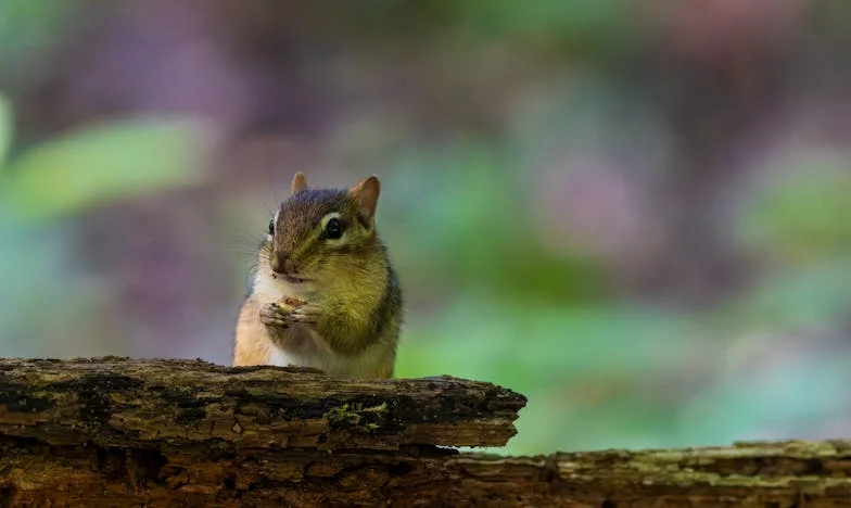 Wanneer ik eindelijk 'nee' durfde te zeggen: Een zomer in Friesland die alles veranderde
