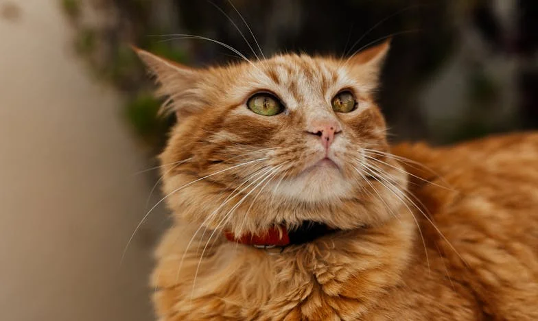 Mijn dochter vroeg me op haar zoon te passen terwijl ze in het ziekenhuis lag: Familiegeheimen die me braken