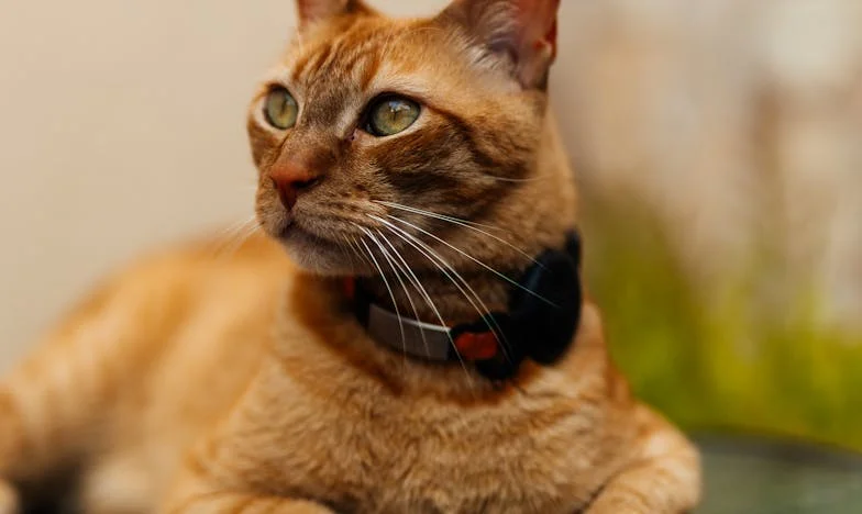 ‘Twee jaar stilte: mijn dochter heeft me uit haar leven gewist, en ik word bijna zeventig…’