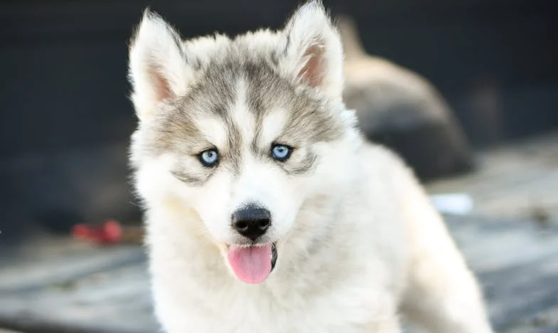 Barnaby en het Laatste Thuis: Een Verhaal over Liefde, Verlies en Hoop