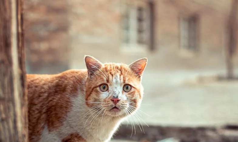 Toen mijn zoon Barend besloot in het oude huisje te gaan wonen: een moederhart in tweestrijd