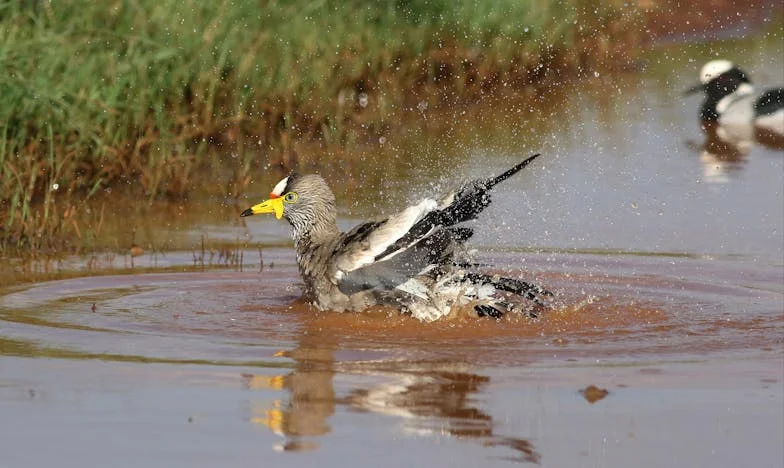 Het dagboek in de kelder: een huwelijk op losse schroeven