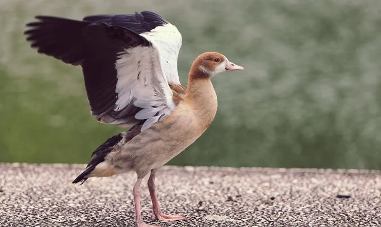 Een Moederhart Gebroken: Het Verhaal van Barbara en Tyler