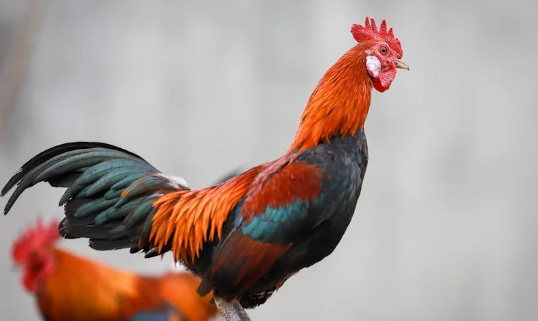 De avond dat mijn gezin brak én heelde aan tafel