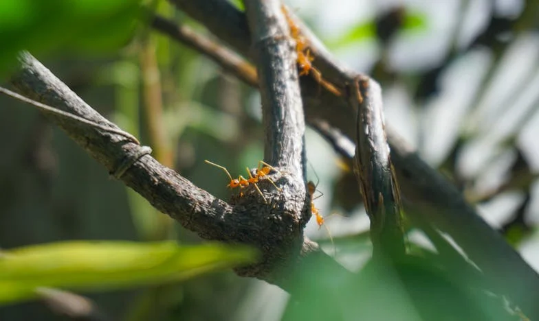 De Teleurstelling in de Tuin: Een Familieconflict op het Platteland