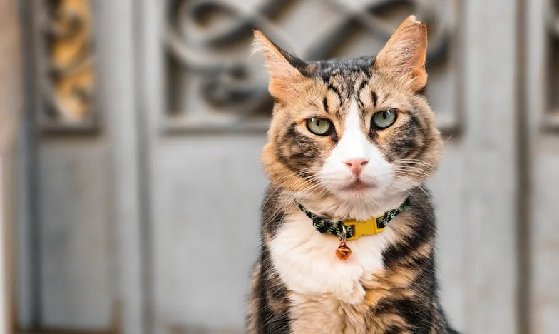 Kerstcadeaus en Koude Blikken: Mijn Gevecht om Gelijkheid in een Samengesteld Gezin