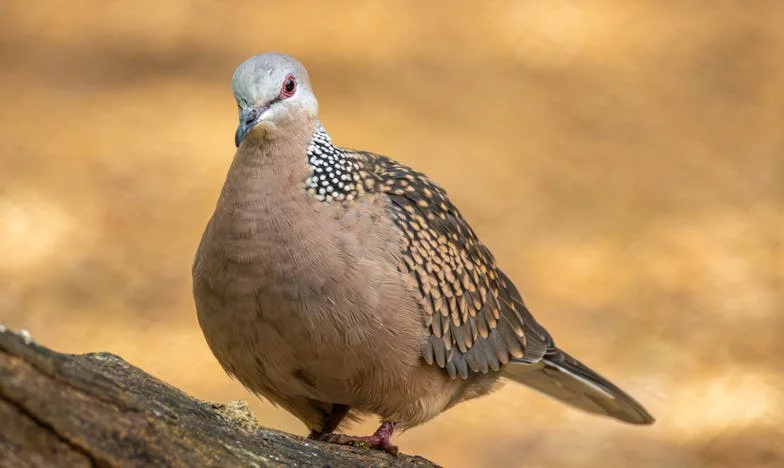 Mijn moeder kiest voor liefde, niet voor haar kleinkinderen: Mijn strijd tussen verwachtingen en werkelijkheid