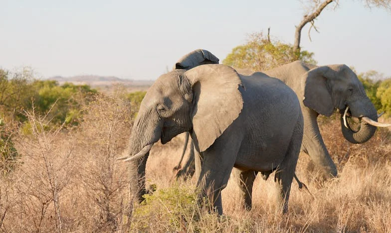Onverwachte Gast: Een Familiebezoek Dat Alles Veranderde