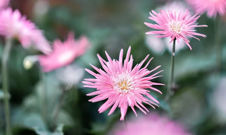 Oorlog aan de Eettafel: Hoe Ik Mijn Schoonmoeder Mijn Grenzen Heb Gewezen