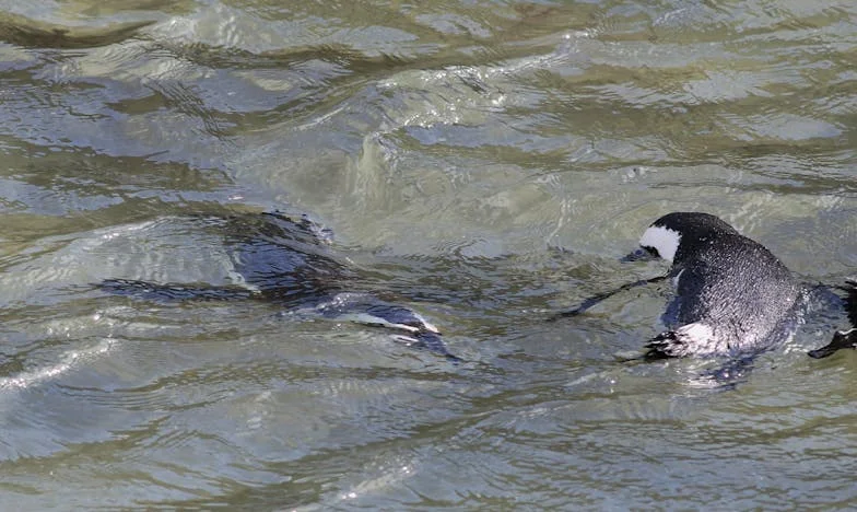 Alles voor mijn zoon – en toen vergat hij mij