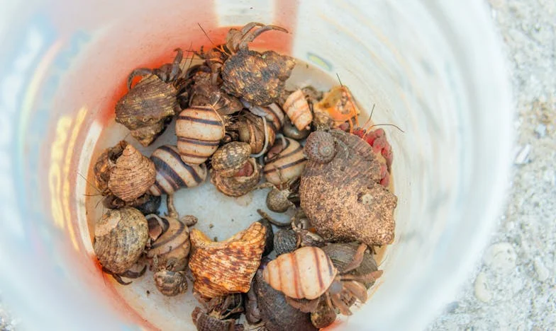 De geur van gewone zeep: Hoe ik mezelf verloor en vond tussen familie, liefde en leugens