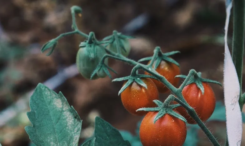 Een Bruiloft vol Onuitgesproken Woorden: Mijn Strijd met Mijn Schoonmoeder