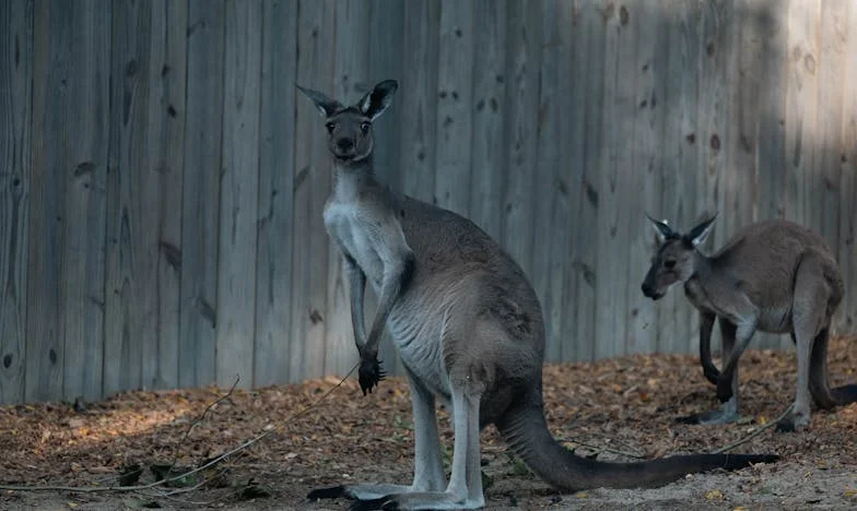Gebroken Vertrouwen: Na de Storm van Verraad