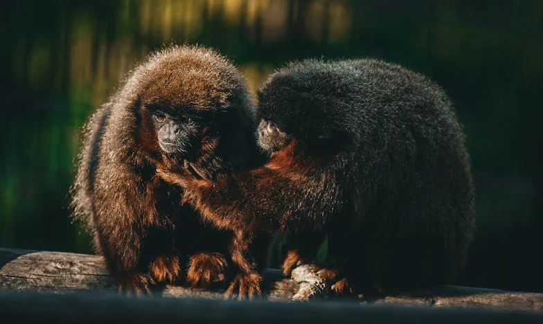 Mijn Zoon Komt Terug Thuis: Een Moederhart in de War