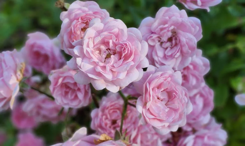 Moeder en Zoon: Een Onverwachte Ontmoeting na Vijfentwintig Jaar