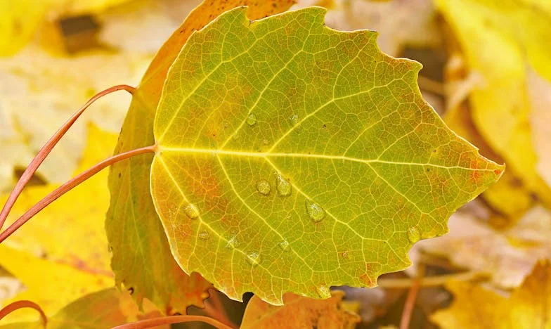 Tussen Mijn Man en Zijn Moeder: Een Onzichtbare Derde in Ons Huwelijk