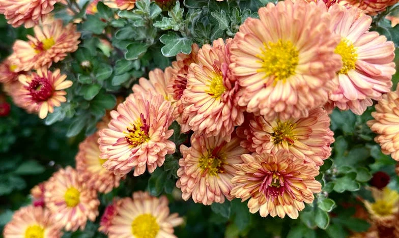 Twee Harten, Eén Strijd: Het Verhaal van Mijn Tweeling