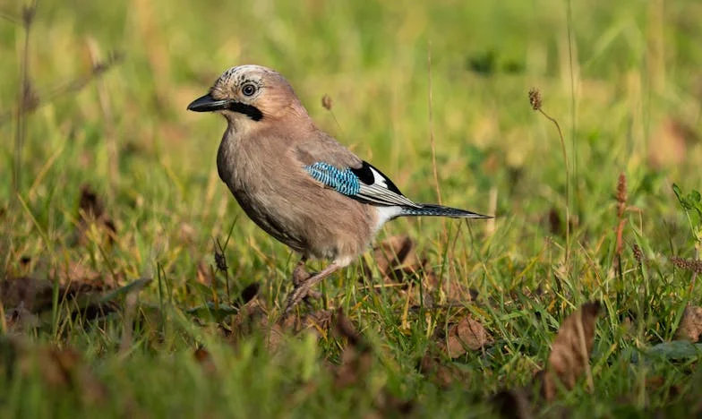 De laatste zomer met opa Henk: Wanneer zorgen liefde wordt