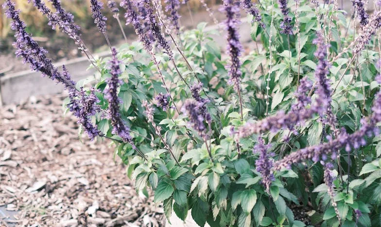 De prijs van de waarheid – Een dramatische familiezomer aan het IJsselmeer