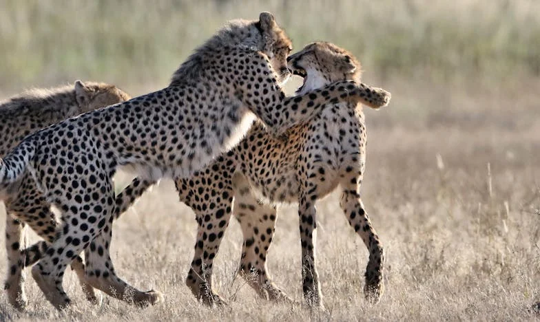 Mijn dochter, haar haar en wij op de rand: Kan een kind opgeofferd worden voor een ideaal?